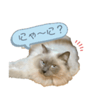 ねこあつめ。（個別スタンプ：8）