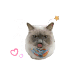 ねこあつめ。（個別スタンプ：9）