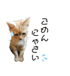 ねこあつめ。（個別スタンプ：11）