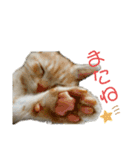 ねこあつめ。（個別スタンプ：12）