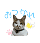 ねこあつめ。（個別スタンプ：13）
