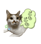 ねこあつめ。（個別スタンプ：14）