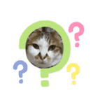 ねこあつめ。（個別スタンプ：16）