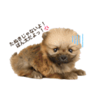 たぬき顔のぽん太2（個別スタンプ：8）