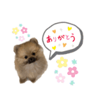 たぬき顔のぽん太2（個別スタンプ：11）