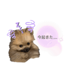 たぬき顔のぽん太2（個別スタンプ：13）