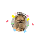 たぬき顔のぽん太2（個別スタンプ：14）