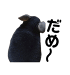 ブラックエボニーチンチラのむーさん②（個別スタンプ：16）