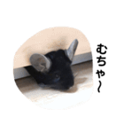 ブラックエボニーチンチラのむーさん②（個別スタンプ：34）