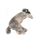 トイプーのチョコとちょいオタ飼い主（個別スタンプ：6）