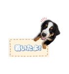 みんな大好きレオくん（個別スタンプ：12）