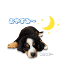 みんな大好きレオくん（個別スタンプ：19）