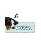 みんな大好きレオくん（個別スタンプ：20）