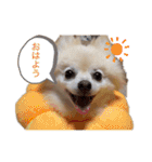 動物スタンプ ポメラニアンれん（個別スタンプ：1）
