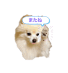 動物スタンプ ポメラニアンれん（個別スタンプ：5）