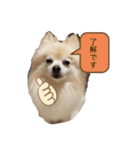 動物スタンプ ポメラニアンれん（個別スタンプ：8）