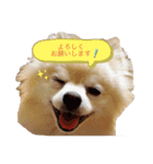 動物スタンプ ポメラニアンれん（個別スタンプ：9）