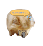動物スタンプ ポメラニアンれん（個別スタンプ：15）
