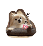動物スタンプ ポメラニアンれん（個別スタンプ：21）