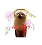 動物スタンプ ポメラニアンれん（個別スタンプ：23）