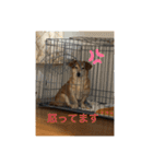 シバックスの心（個別スタンプ：4）