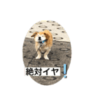 シバックスの心（個別スタンプ：10）