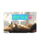 シバックスの心（個別スタンプ：11）