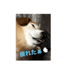 シバックスの心（個別スタンプ：12）