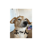 シバックスの心（個別スタンプ：13）