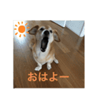 シバックスの心（個別スタンプ：19）