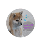 いろいろ、、（個別スタンプ：4）