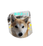 いろいろ、、（個別スタンプ：6）