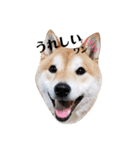 柴犬 うちの佑くん。②（個別スタンプ：1）
