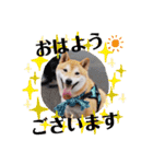 柴犬 うちの佑くん。②（個別スタンプ：2）