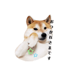 柴犬 うちの佑くん。②（個別スタンプ：3）