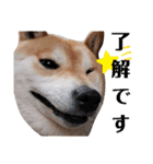 柴犬 うちの佑くん。②（個別スタンプ：5）