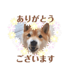 柴犬 うちの佑くん。②（個別スタンプ：7）