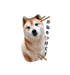 柴犬 うちの佑くん。②（個別スタンプ：8）