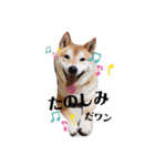 柴犬 うちの佑くん。②（個別スタンプ：9）