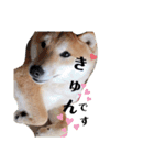 柴犬 うちの佑くん。②（個別スタンプ：10）