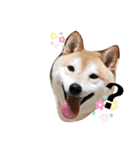 柴犬 うちの佑くん。②（個別スタンプ：11）