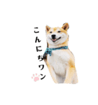 柴犬 うちの佑くん。②（個別スタンプ：12）