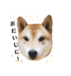 柴犬 うちの佑くん。②（個別スタンプ：13）