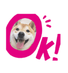 柴犬 うちの佑くん。②（個別スタンプ：15）