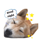 柴犬 うちの佑くん。②（個別スタンプ：16）