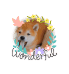 柴犬 うちの佑くん。②（個別スタンプ：17）
