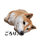 柴犬 うちの佑くん。②（個別スタンプ：18）