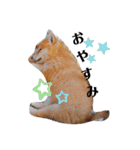 柴犬 うちの佑くん。②（個別スタンプ：21）