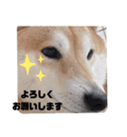 柴犬 うちの佑くん。②（個別スタンプ：22）