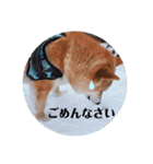 柴犬 うちの佑くん。②（個別スタンプ：23）